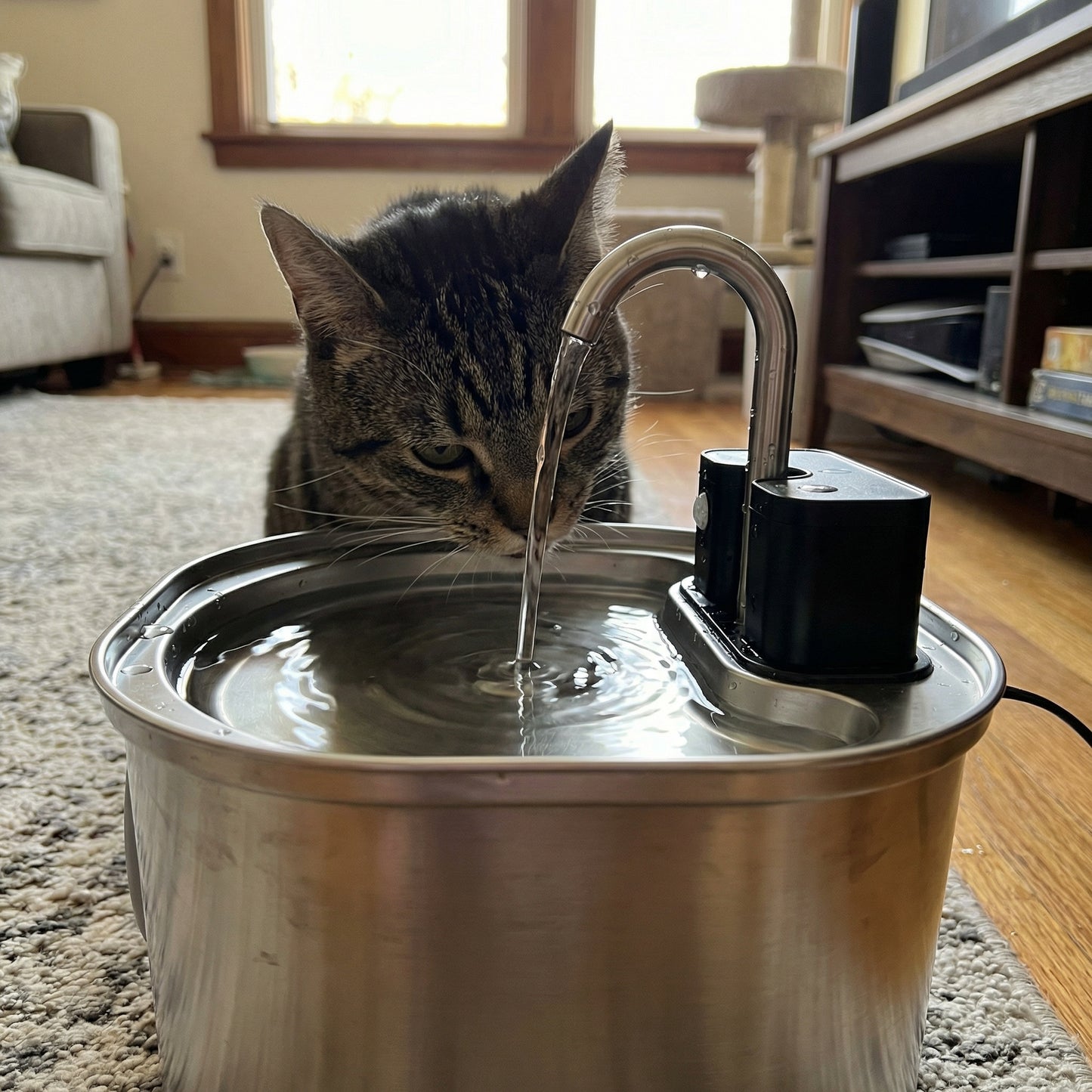 Fontaine à eau pour chat en acier inoxydable 3 L sans fil rechargeable