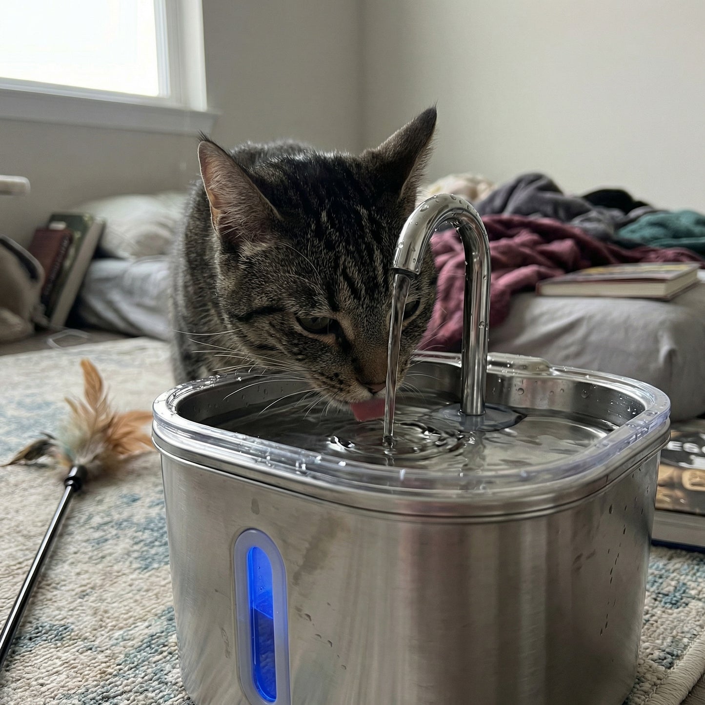 Chat buvant dans une fontaine à eau avec filtres et pompe silencieux