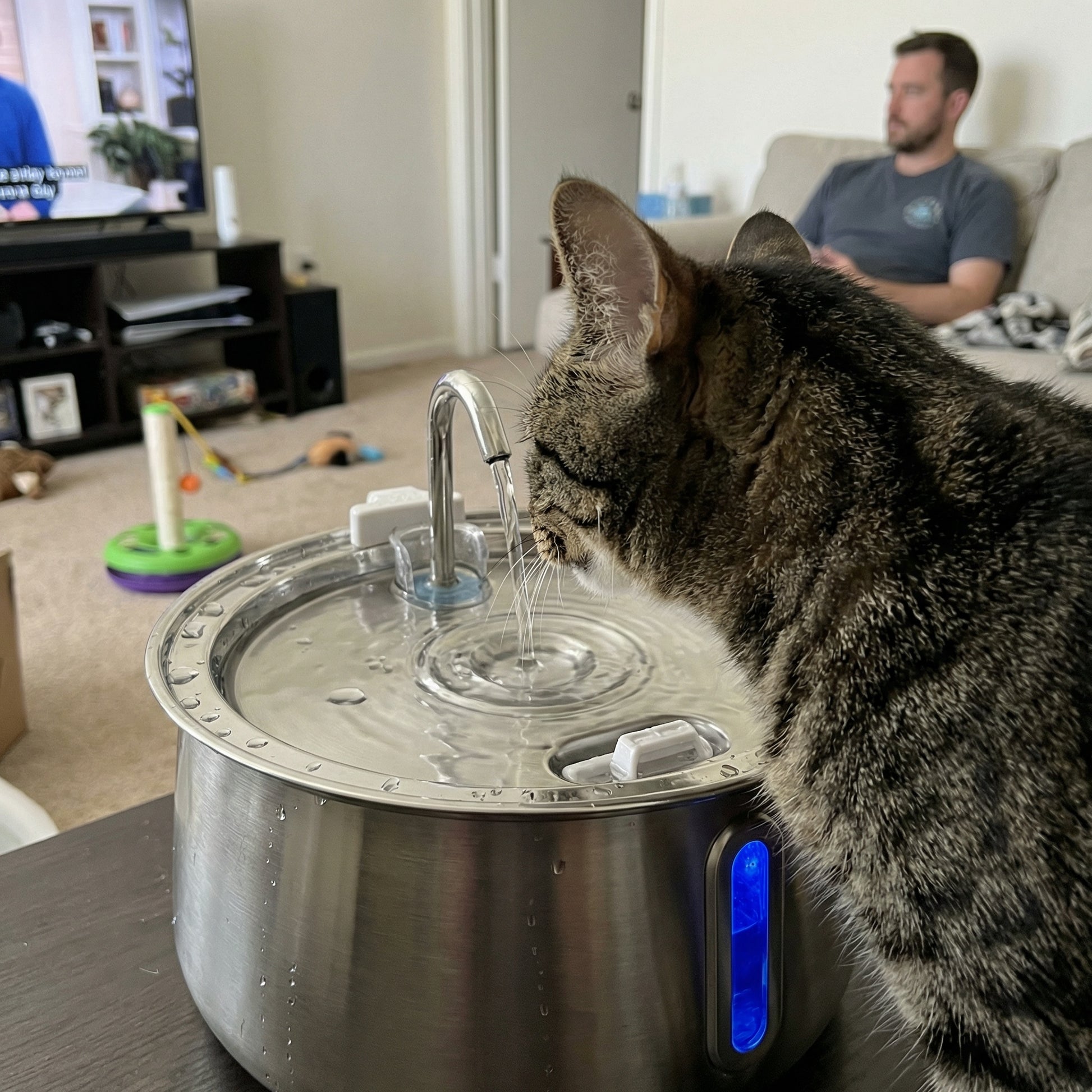Chat buvant dans une fontaine à eau 4L