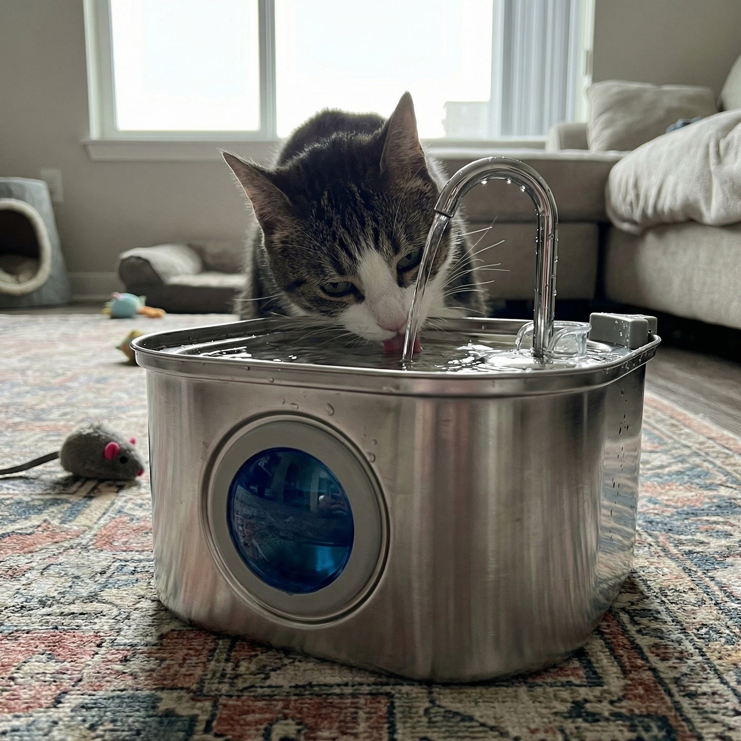 Chat buvant dans une fontaine à eau avec fenêtre de visualisation