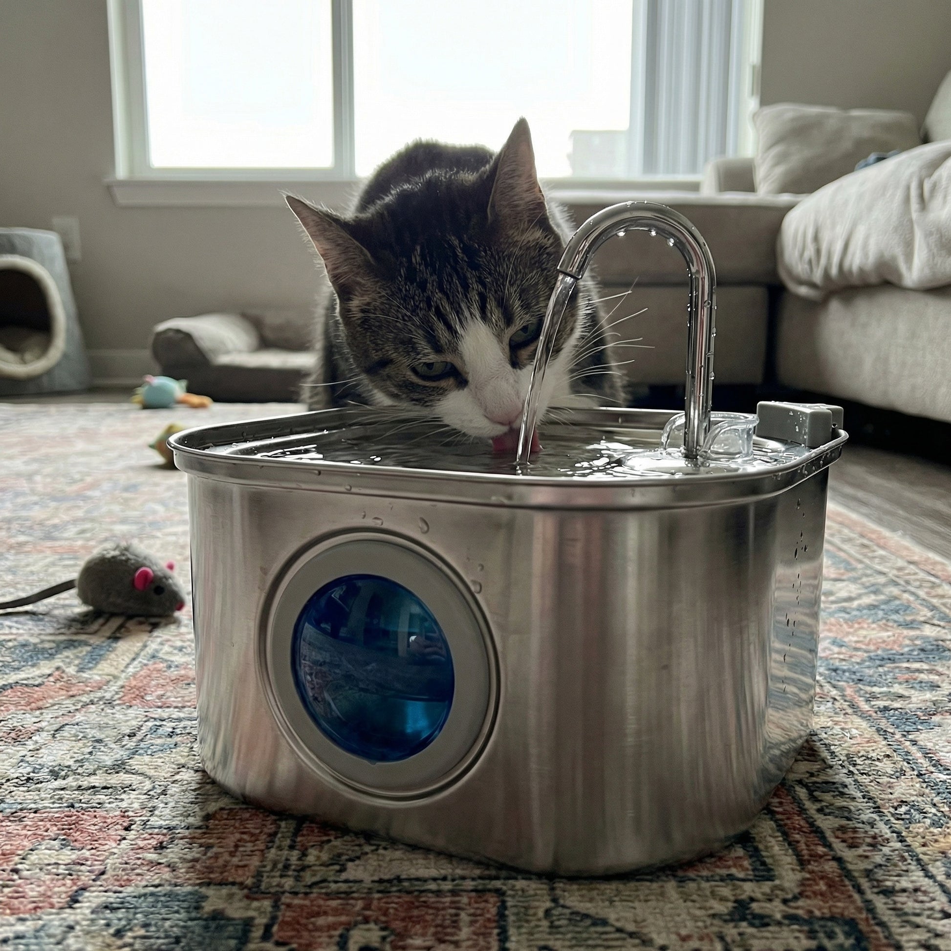 Chat buvant dans une fontaine à eau avec fenêtre de visualisation