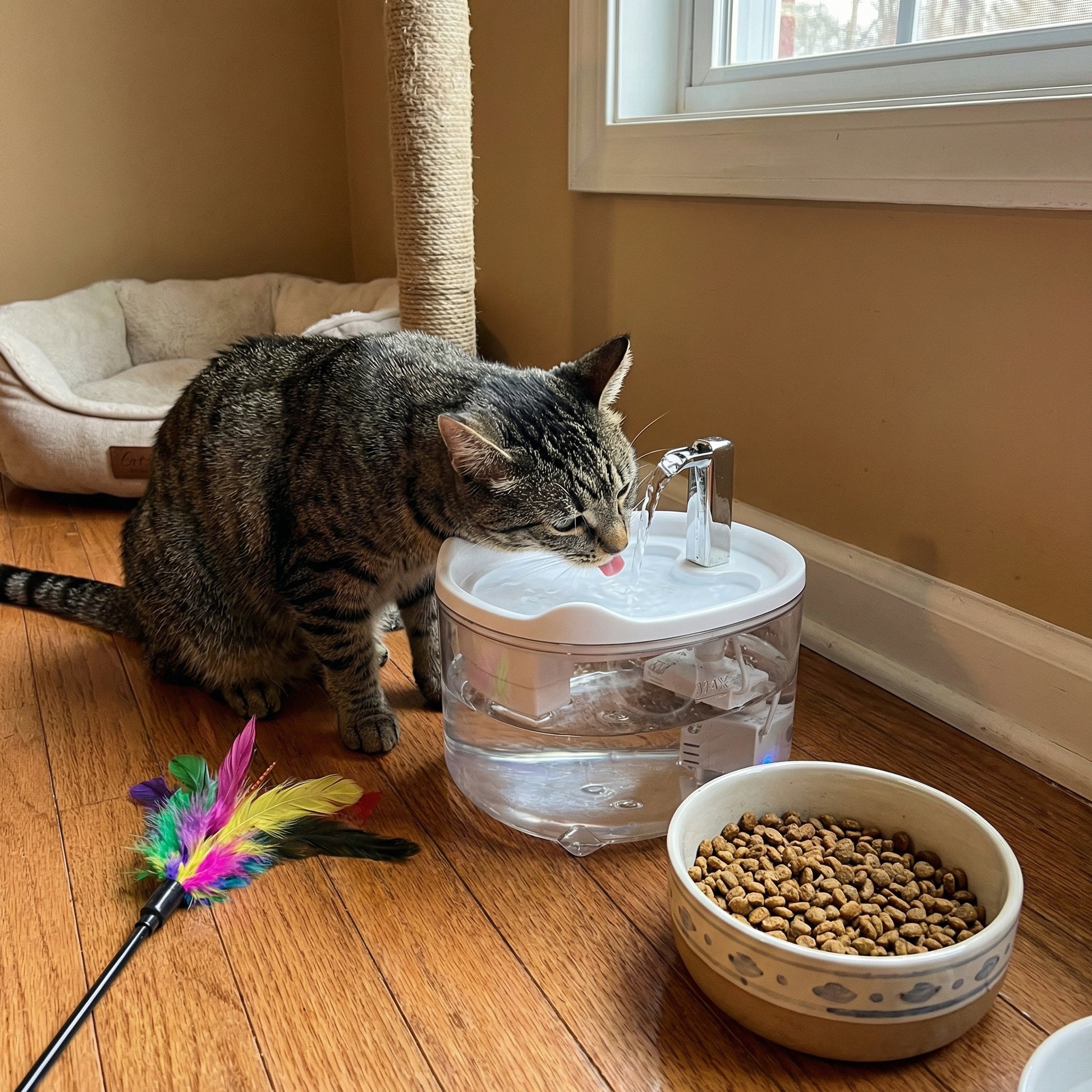 Chat buvant dans une fontaine à eau avec eau qui coule en continu