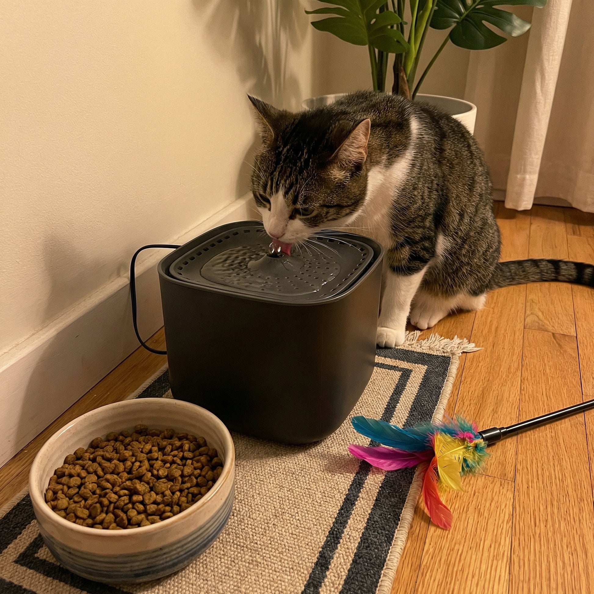 Chat buvant dans une fontaine à eau 