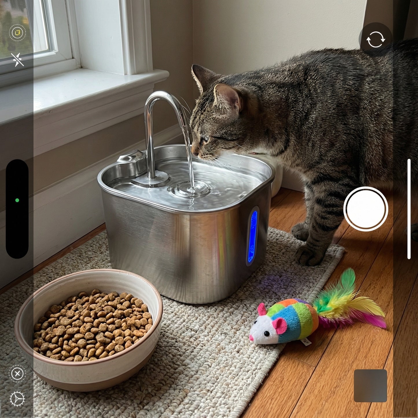 Chat buvant dans une fontaine à eau en inox