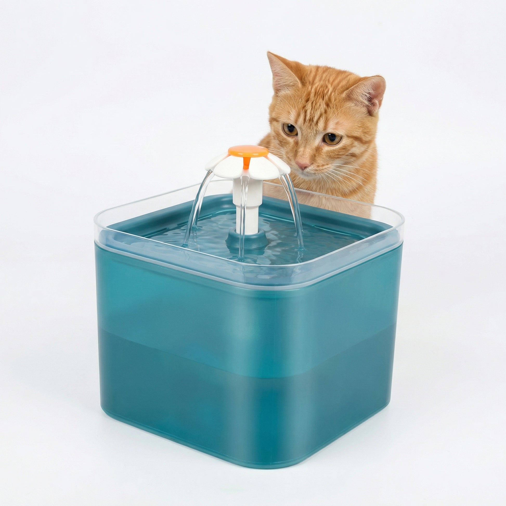 Fontaine à eau pour chat avec LED